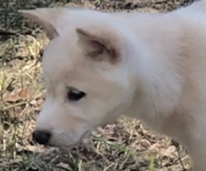 Shiba Inu Dog for Adoption in ROLAND, Arkansas USA