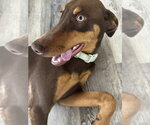 Small #2 Doberman Pinscher