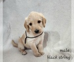 Small Photo #2 Labradoodle Puppy For Sale in WELLINGTON, CO, USA