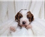 Puppy Baby boy 2 Cavapoo