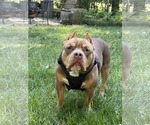 Small #1 American Staffordshire Terrier-Bulldog Mix