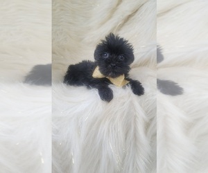 Yorkshire Terrier Puppy for sale in INDIANAPOLIS, IN, USA