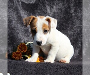 Jack Russell Terrier Puppy for sale in LEBANON, PA, USA