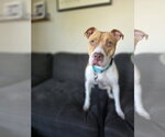 Small American Pit Bull Terrier Mix
