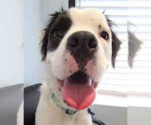 American Staffordshire Terrier Dogs for adoption in Lake Forest, CA, USA