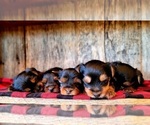Small Photo #3 Yorkshire Terrier Puppy For Sale in MANES, MO, USA