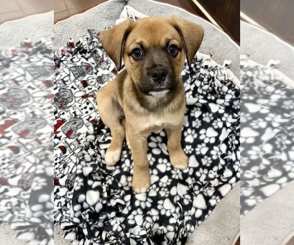 Medium Photo #1 Mutt Puppy For Sale in Springdale, PA, USA