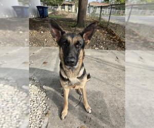 German Shepherd Dog-Unknown Mix Dogs for adoption in San Antonio, TX, USA