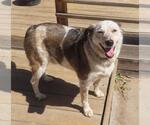 Small #1 Mutt