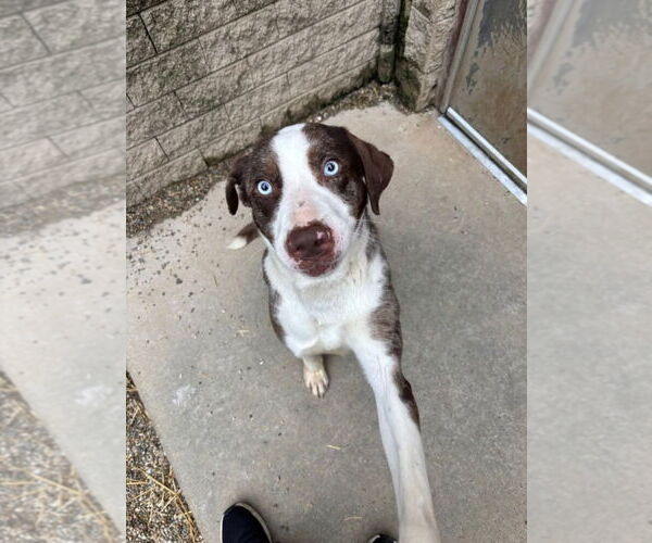 Medium Photo #4 Australian Shepherd-Unknown Mix Puppy For Sale in South Bend, IN, USA