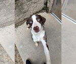 Small #3 Australian Shepherd Mix