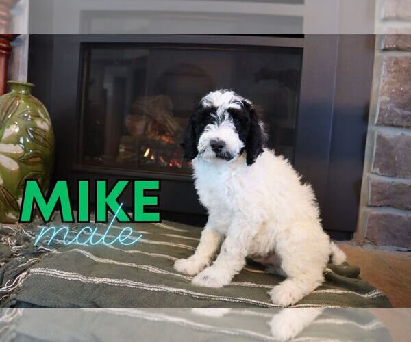 Medium Photo #1 Goldendoodle (Miniature) Puppy For Sale in NORTH LIBERTY, IN, USA