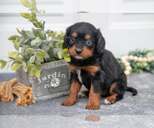 Medium Photo #2 Cavapoo (Miniature) Puppy For Sale in SHILOH, OH, USA