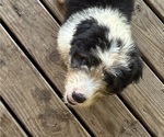 Puppy 7 Australian Shepherd-Old English Sheepdog Mix