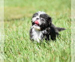 Small #4 Shih Tzu