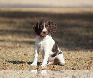 Brittany Puppy for sale in HORTENSE, GA, USA