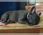 Small Photo #4 French Bulldog Puppy For Sale in UPPER MARLBORO, MD, USA