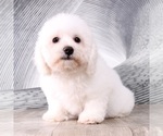 Small Photo #6 Bichon Frise Puppy For Sale in WESTPOINT, IN, USA