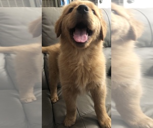 Golden Retriever Puppy for sale in SANTA ANA, CA, USA