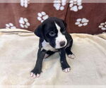 Small #7 American Bulldog Mix