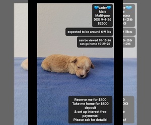 Maltipoo (Toy) Puppy for sale in TUCSON, AZ, USA