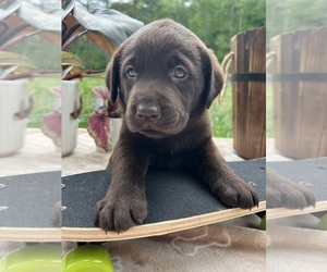 Labrador Retriever Puppy for Sale in NEOLA, West Virginia USA