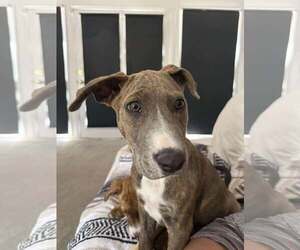 American Staffordshire Terrier-Unknown Mix Dogs for adoption in MIDWAY, UT, USA
