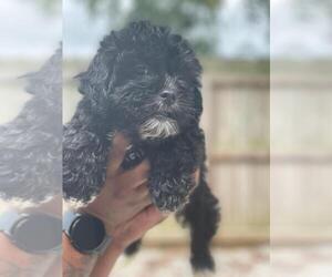 Shih-Poo Puppy for sale in HAMPTON, GA, USA