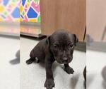 Small Labrador Retriever Mix