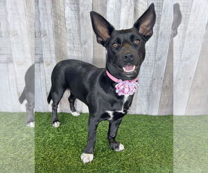 Minnie Jack Dogs for adoption in Corona, CA, USA