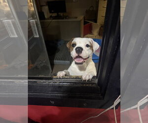 Poppy - Female American Bulldog-Unknown Mix Dog for Adoption - Photo #6