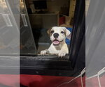Small Photo #6 American Bulldog-Unknown Mix Puppy For Sale in Sanford, FL, USA