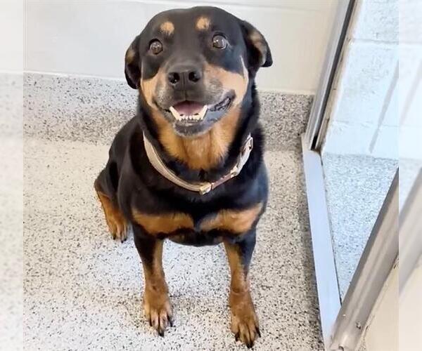 Medium Photo #3 Rottweiler-Unknown Mix Puppy For Sale in Houston, TX, USA