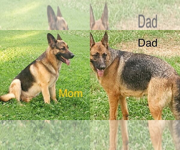 Medium Photo #2 German Shepherd Dog Puppy For Sale in Bolivar, MO, USA
