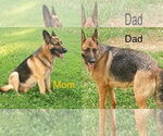 Small #1 German Shepherd Dog