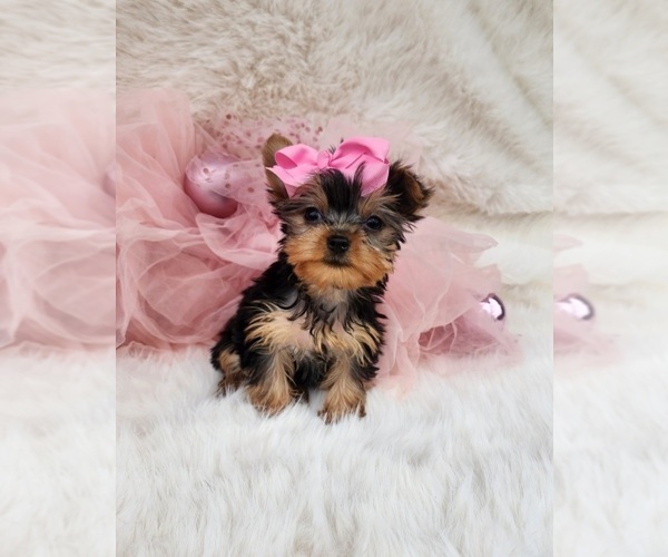 Medium Photo #1 Yorkshire Terrier Puppy For Sale in INDIANAPOLIS, IN, USA