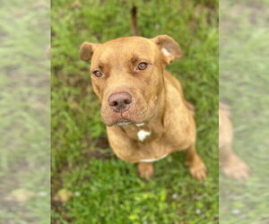 American Pit Bull Terrier Dogs for adoption in Gulfport, MI, USA