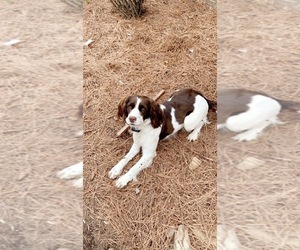 Mother of the English Springer Spaniel puppies born on 09/28/2021