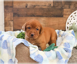 Small #2 Labrador Retriever