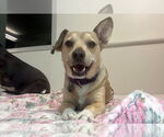 Small #1 Mutt