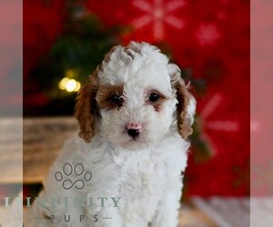 Poodle (Miniature) Puppy for sale in MILL HALL, PA, USA