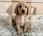 Small Photo #21 Goldendoodle (Miniature) Puppy For Sale in PENSACOLA, FL, USA