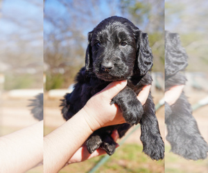 English Cream Golden Retriever-Poodle (Standard) Mix Puppy for sale in INMAN, SC, USA