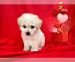 Small Photo #3 Maltipoo Puppy For Sale in SAN FRANCISCO, CA, USA