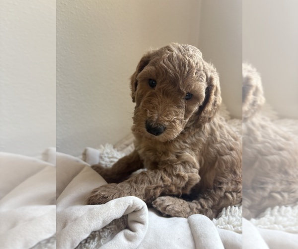 Medium Photo #12 Goldendoodle Puppy For Sale in BATTLE GROUND, WA, USA