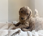 Small #11 Goldendoodle