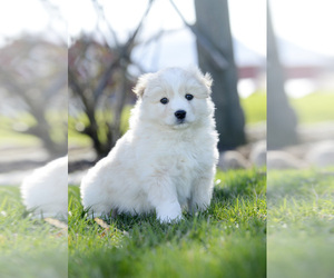 Australian Shepherd Puppy for sale in BONDUEL, WI, USA
