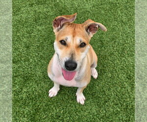 Pamela - Female Black Mouth Cur-Labrador Retriever Mix Dog for Adoption - Photo #5