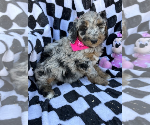 Medium Photo #1 Bernedoodle (Miniature) Puppy For Sale in BLOOMFIELD, MO, USA