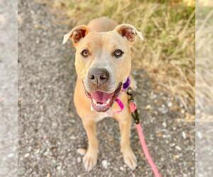 Mutt Dogs for adoption in Fort Collins, CO, USA